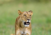 非洲平原自然栖息地中的狮子是什么样子?