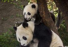 旅美大熊猫母子“白云”和“小礼物”将返回中国