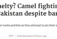 残忍还是文化?巴基斯坦传统“斗骆驼”项目惹争议