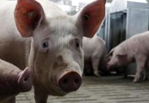 欧洲(比利时)猪肉价格“疯涨” 原因来自中国?