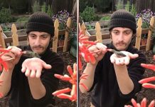 可爱!实拍蜂鸟停在摄影师手心吮吸花蜜瞬间