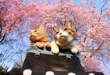 日本两只猫咪跟着主人去旅行 樱花树下拍美照