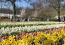 欧洲现最美花海 荷兰郁金香怒放