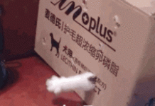 趣观世界|战斗民族汪!俄18岁老狗“死而复生”爬出坟墓与主人重聚