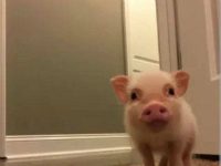 趣观世界|捐款就能进巴黎圣母院纪念墙?警方回应亮了