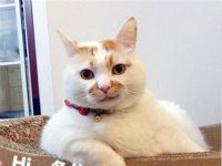 趣观世界|生命高于颜值!法国“严打”络腮胡消防员