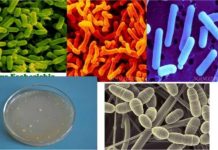 乳酸菌可“激活”人体免疫系统