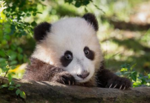 旅美大熊猫“白云”“小礼物”将回到四川“老家”