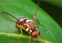 研究发现抑制果蝇午睡基因 白天多睡影响健康