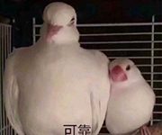 趣观世界|坏人也难当!委内瑞拉匪徒嫌子弹太贵要金盆洗手