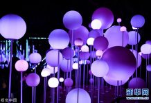 缤纷悉尼灯光音乐节持续进行 如梦如幻