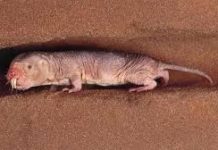 基因变异使非洲鼹鼠不怕疼