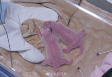 功夫熊猫“阿宝”诞下全球最重龙凤胎 初生体重均超200g