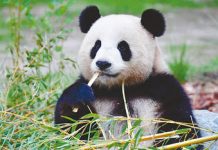 旅德大熊猫“梦梦”大概率已怀孕 宝宝预计月底诞生