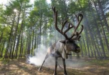 “圣诞老人故乡”气温飙升 驯鹿热得跑到海滩避暑