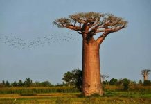 印度洋上的诺亚方舟——拥有众多独特物种的马达加斯加