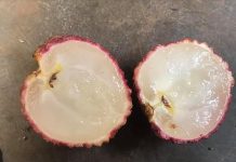 趣观世界|菠萝味的荔枝、会占卜的芦笋——国外植物都成精了?