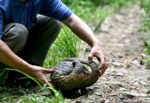 China’s thorough ban on illegal wildlife trade timely amid COVID19