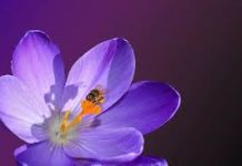 【Audio】Belgian Tibetan composer :《Les gens sont plus importants》