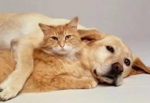 【两会今日热点】建议制定法律禁虐禁食猫狗