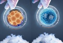 【两会今日热点】建议禁止单身女性冷冻卵子