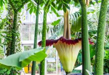 【罕见】比利时一株超大”尸体花“在Meise皇家植物园盛开