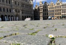 【周末闲聊】俩月不见 世界最美广场上的野草都开花了!