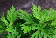 【我在比利时“抗疫”的日子】图文《把“艾”送给家人》