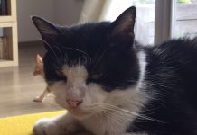 【我在比利时“抗疫”的日子】图文《致我生命中挚爱的过客》