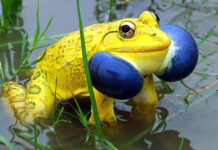 金色牛蛙遍地跑,原来只为这事儿?|趣观世界