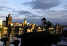 【新增402例】安特卫普不“封城”但“宵禁” 餐饮必须在23点关门!