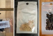 闹大了!“中国神秘种子”惊现全球,引中美联合调查!|趣观世界