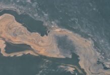 鱼群尸体或堆积比利时海岸?一大波浮游生物即将来袭