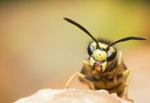 【小心马蜂-谨防被蛰】一弗拉芒区男子被蛰后死亡