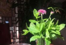 【我在比利时“抗疫”的日子】图文《燕子的抗疫新生活》