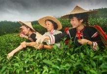 五指山的极品宝藏——红茶|闲话海南