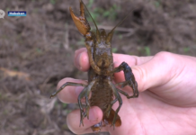 【周末闲聊】无敌繁殖的小龙虾又来了,安特卫普公墓遭“入侵”