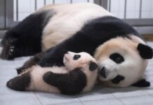 官宣!旅韩大熊猫宝宝取名为“福宝”丨国际热点速递