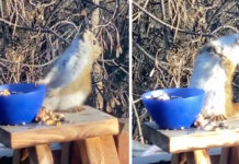 萌skr人!松鼠吃完发酵梨子后酩酊大醉|趣观世界