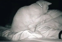 铲屎官睡觉起来没精神,查监控发现被猫主子揍了一晚上丨趣观世界