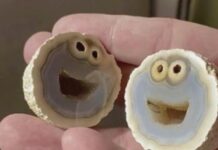 石头也撞脸!蛋状石头分两半神似甜饼怪|趣观世界