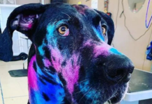 铲屎官将狗子染成“星空色”,只为让它更自信|趣观世界