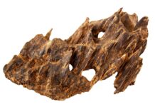 谁说朽木不可雕?千疮百孔造就真正的“琼脂”|闲话海南