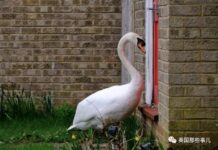 恶霸天鹅钟爱邮件投递口,以此骚扰小镇居民长达五年丨趣观世界