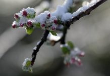 【气温反常】比利时遭遇35年来最冷四月