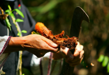 三千年历史的黎族医药:口传心授,实践中累积经验丨闲话海南