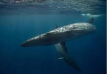 澳大利亚军舰疑撞死两头濒危鲸鱼丨国际热点速递