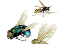 【注意】天气影响,今年夏天苍蝇蚊子会特别多。