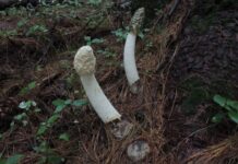 中国“蘑菇先生”和他的蘑菇世界