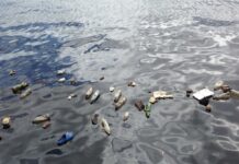 研究评估全球过半海鸟体内含塑料添加剂